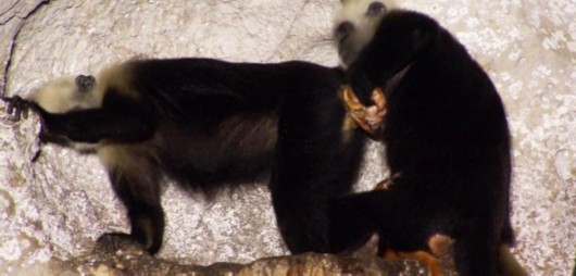 “BJL平台”拜仁4-1大胜奥格斯堡 提前五轮完成德甲六连霸