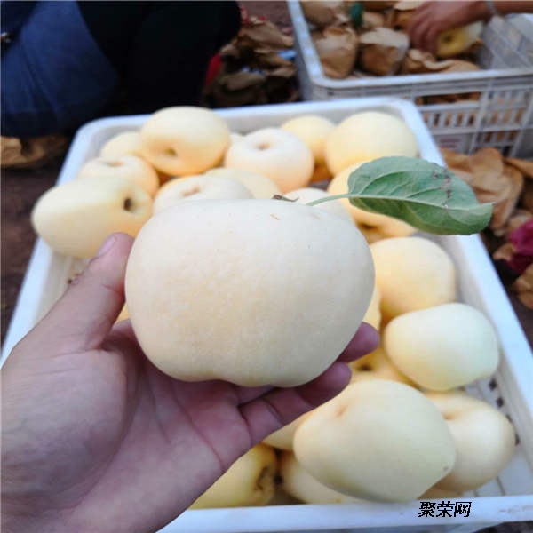 BJL平台_像素风ARPG《Moonlighter》公开 明年初发售(图3) BJL平台